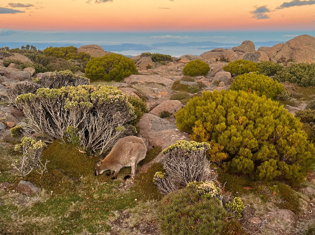 Tassie Tours Tasmania-霍巴特必去景点