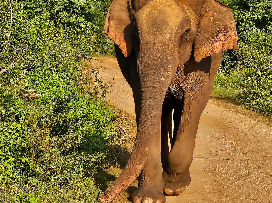 Sri Lanka driver booking & tours plc-Nawalapitiya必去景点