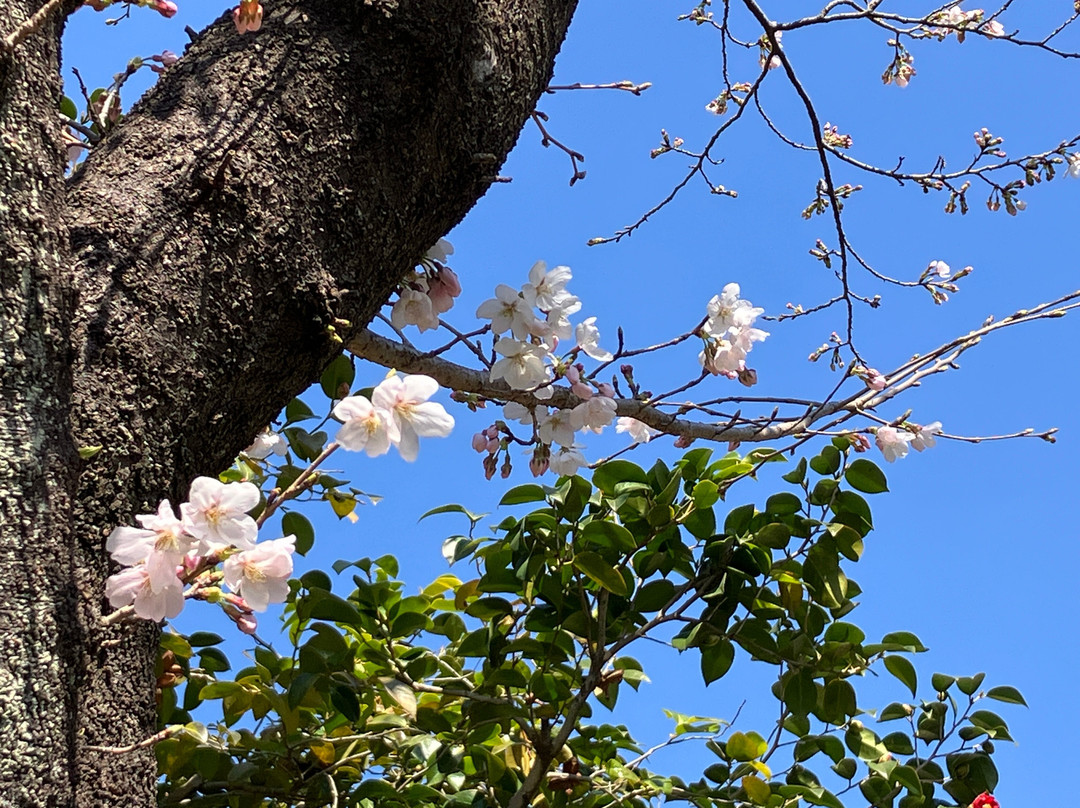 Ageo Maruyama Park-上尾市必去景点