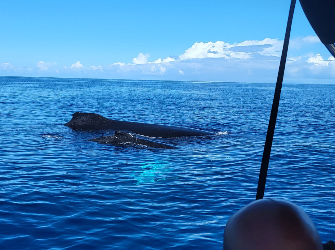 Shelltone Whale Project-Pointe-Noire必去景点