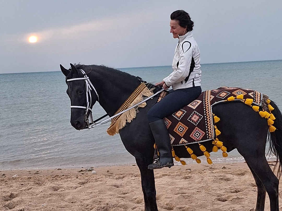 Yallahorse Stable-艾高娜必去景点