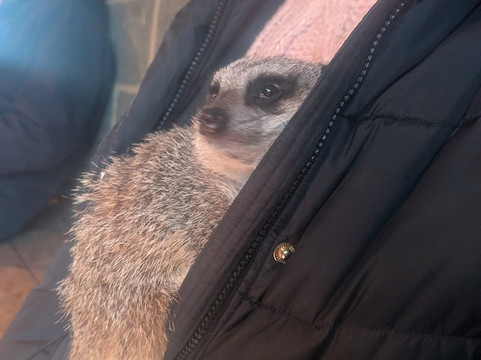 Bridlington Animal Park-布里德灵顿必去景点