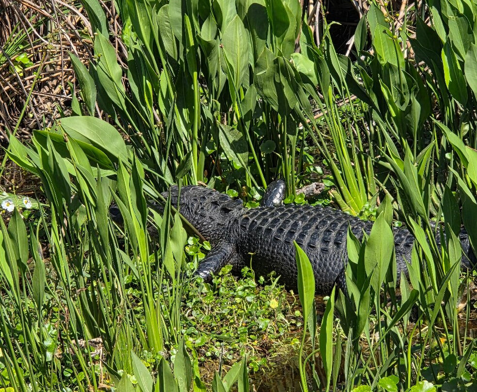 Swamp Fever Airboat Adventures-Lake Panasoffkee必去景点