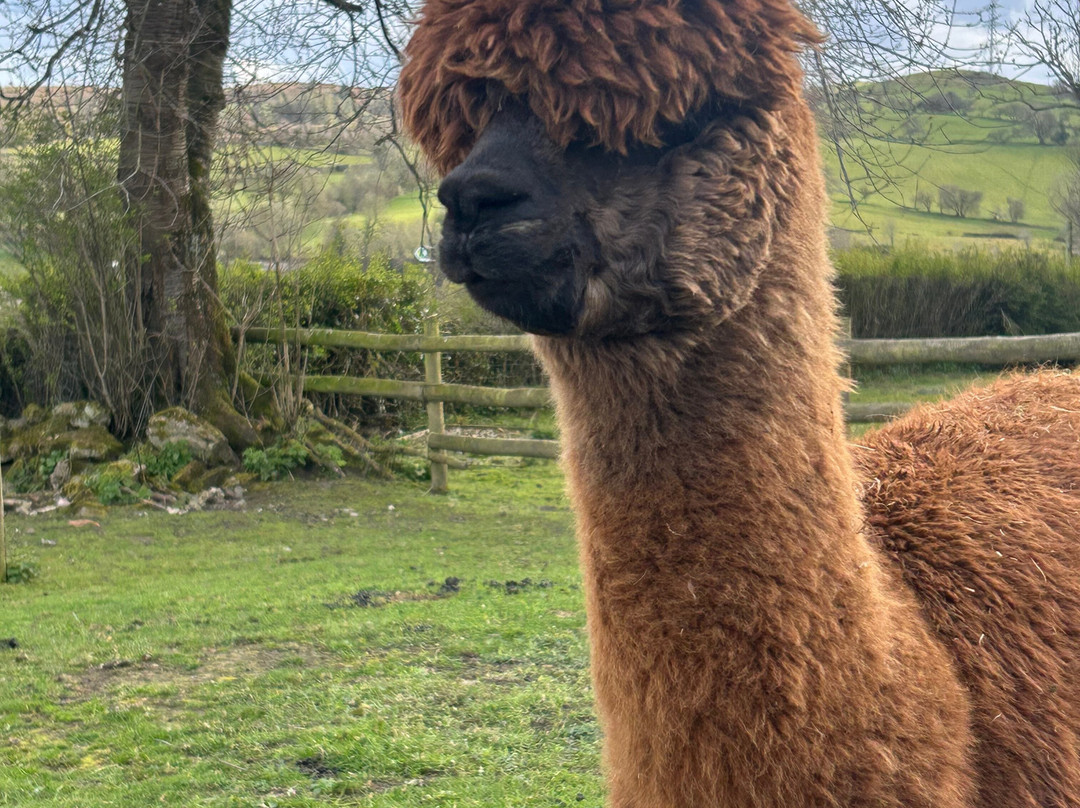 Woolly Experiences Therapy Farm-Mold必去景点