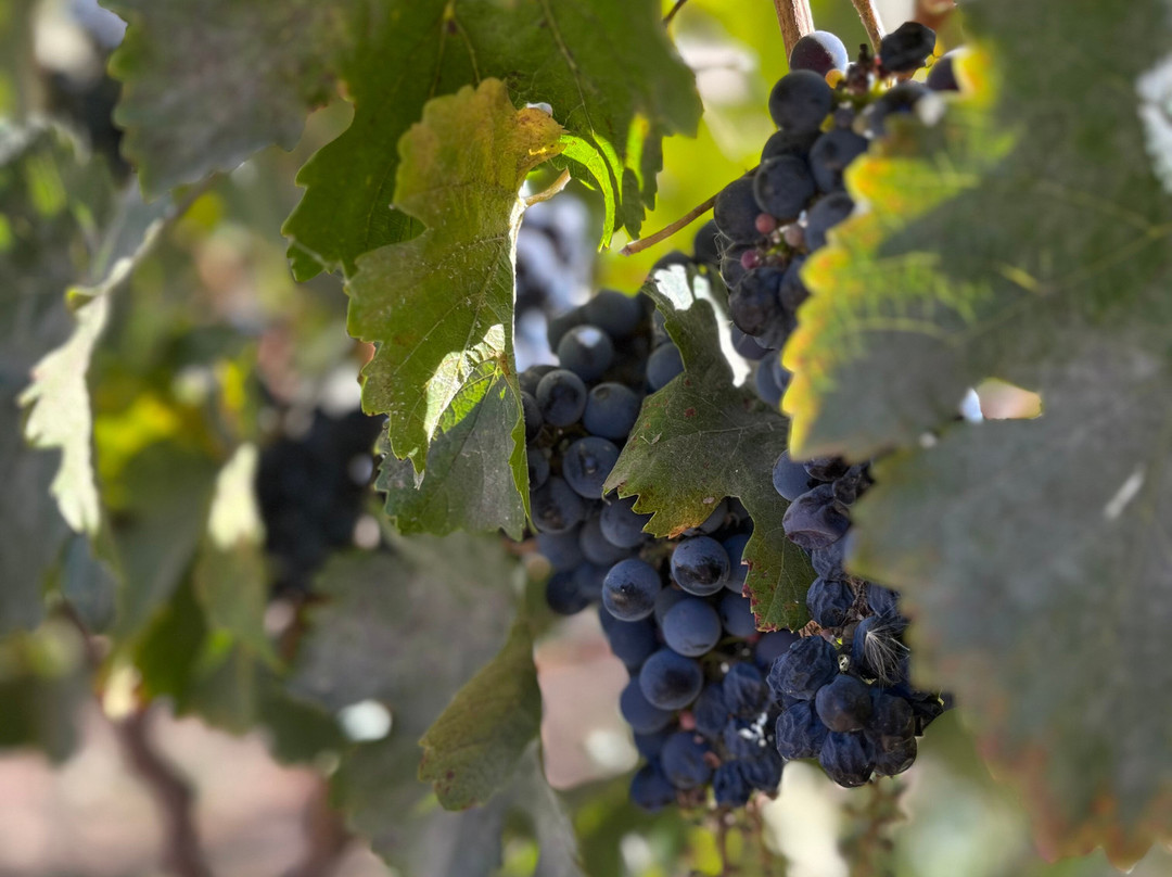 Campo La Quirinca-Isla de Maipo必去景点