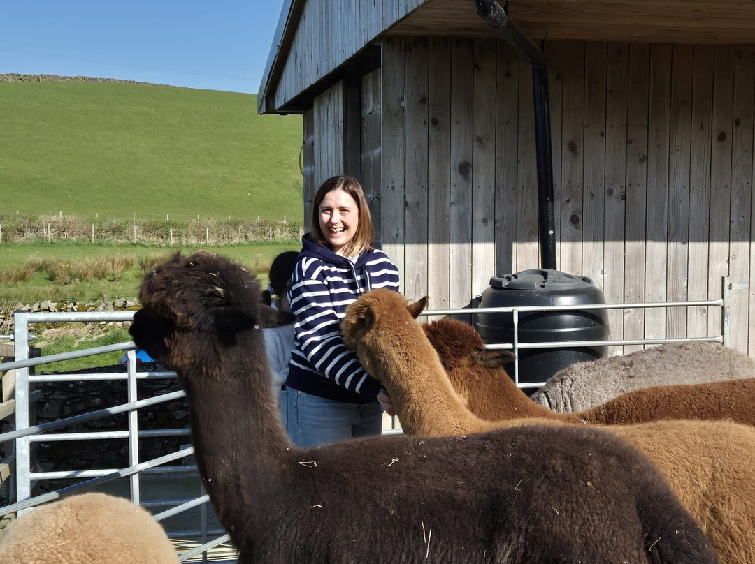 Wreay Syke Alpacas-肯德尔必去景点