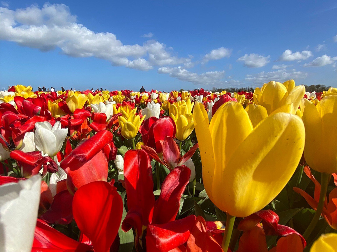 The Tulip Barn-Hillegom必去景点
