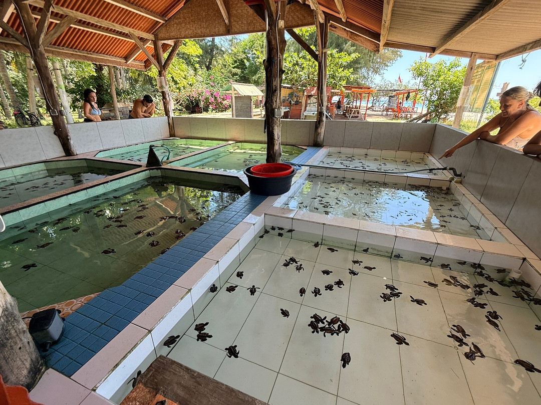 Gili Meno Turtle Sanctuary-Gili Meno必去景点