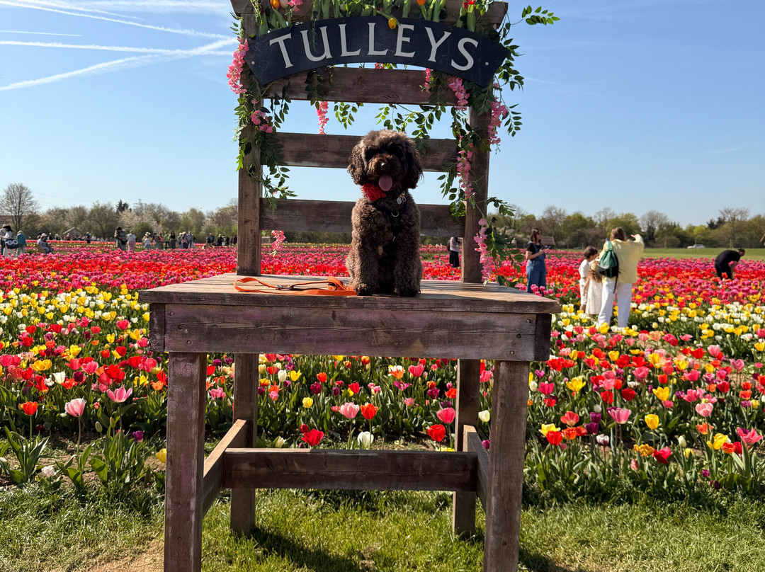 Tulleys Tulip Fields - Hertfordshire-圣奥尔本斯必去景点