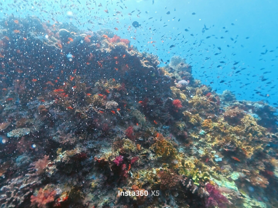 Beqa Adventure Divers-太平洋港必去景点