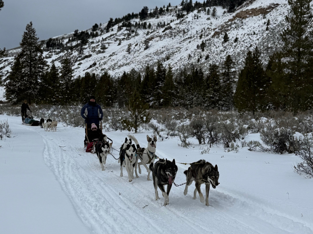 Yellowstone Dog Sled Adventures-西黄石镇必去景点