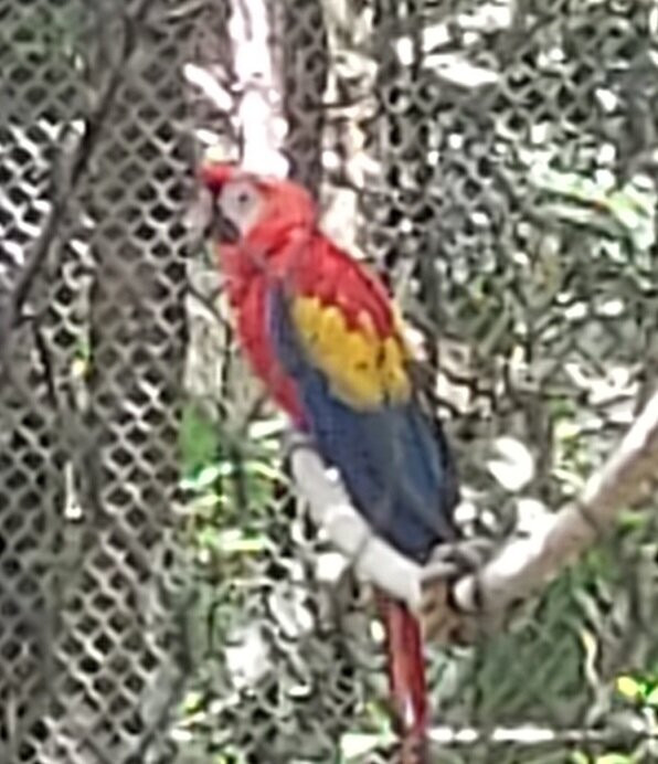 Zoo De Guadeloupe Au Parc Des Mamelles-Bouillante必去景点
