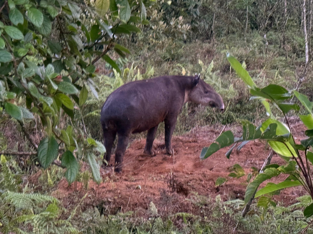 Bijagua Rainforest - Tours-Bijagua de Upala必去景点