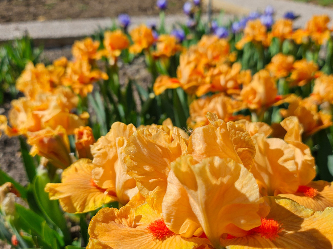 Jardin Botanique Jean-Marie Pelt-Villers-les-Nancy必去景点