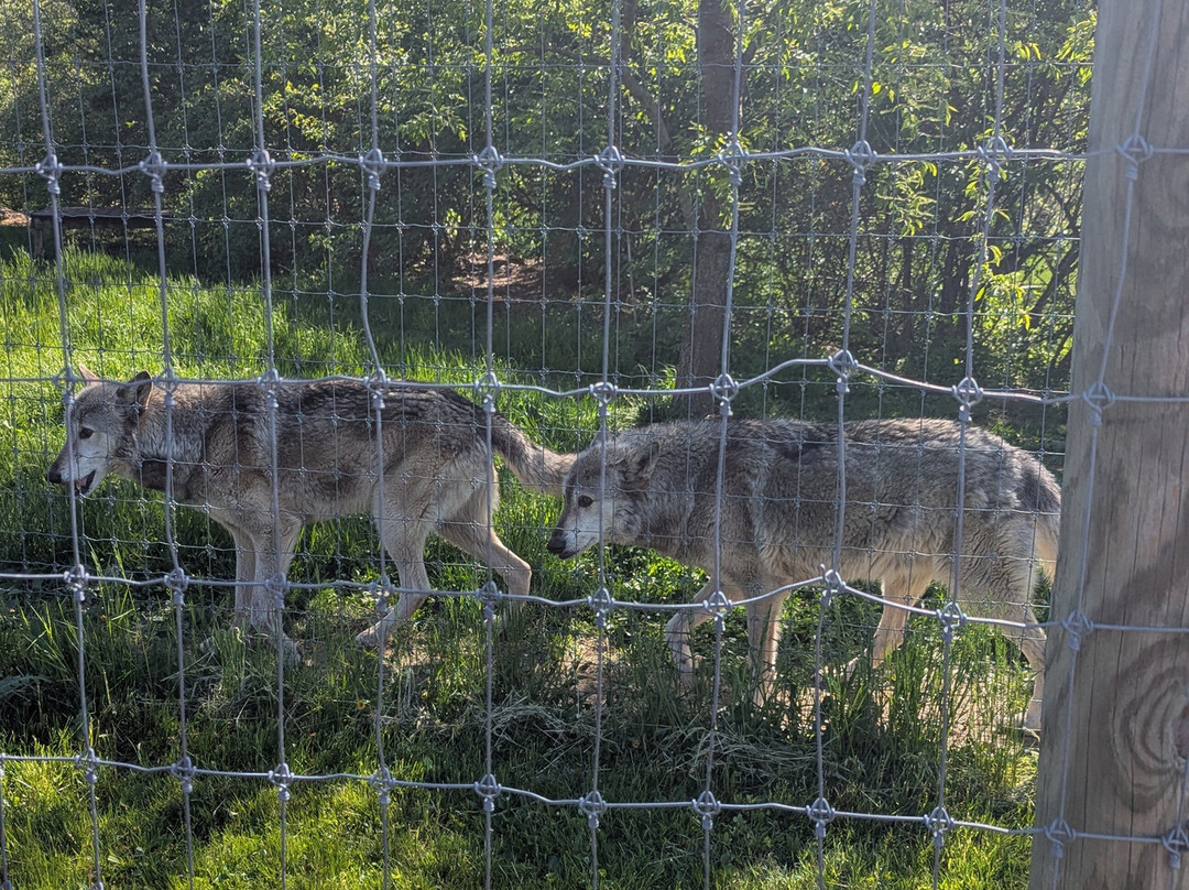 Wolf Sanctuary of PA-利蒂茨必去景点