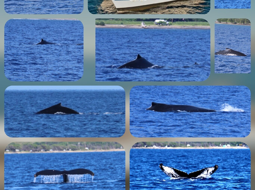 Malolo Molokini Snorkeling Tour-玛阿拉也亚必去景点