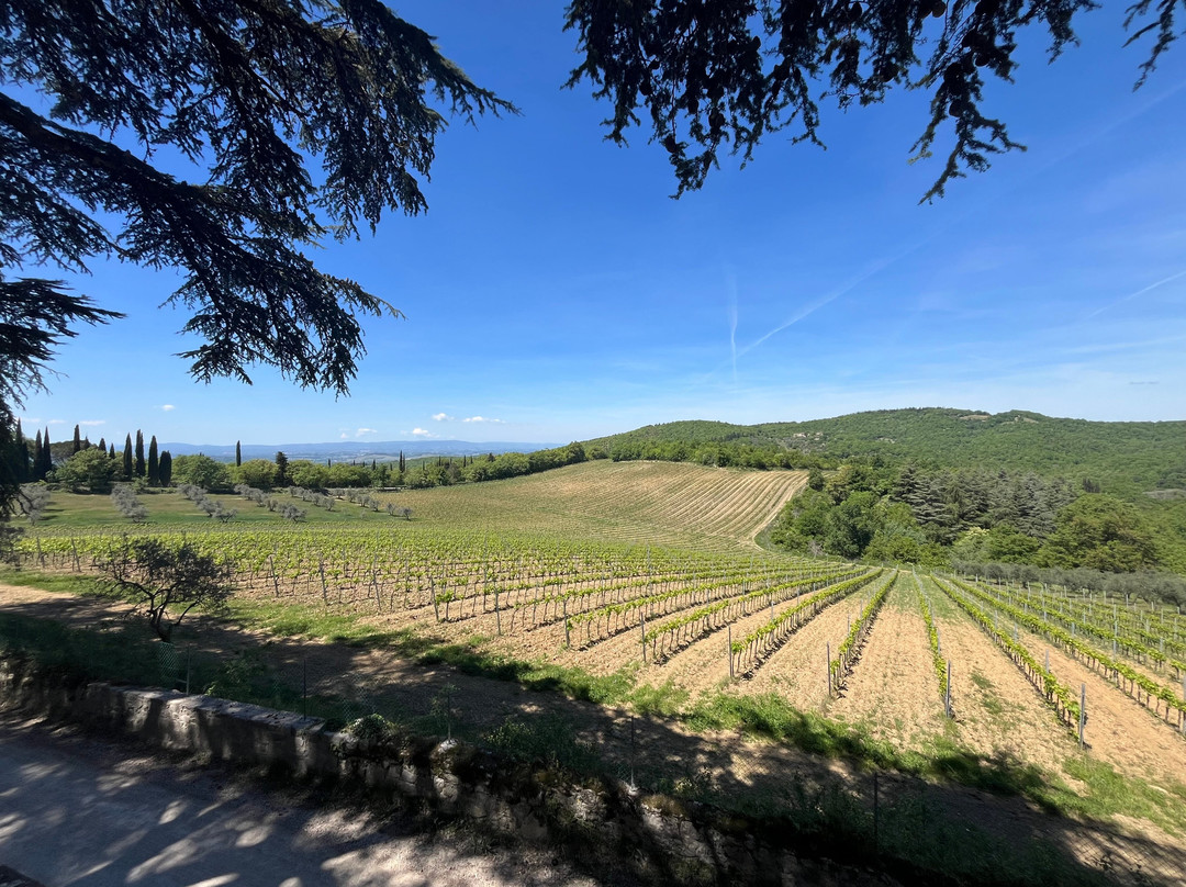 Bindi Sergardi Estates & Vineyards-Vagliagli必去景点