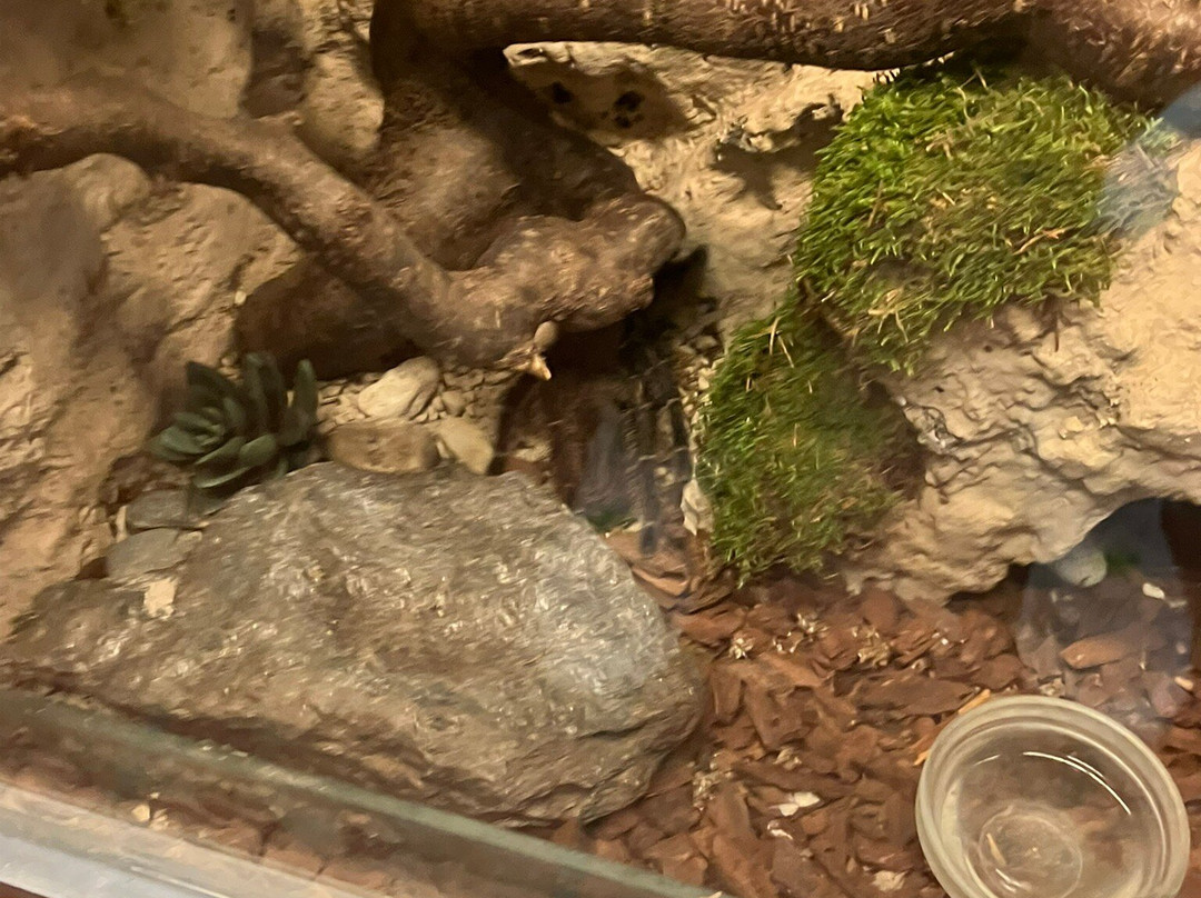 Reptilienzoo Happ-卡拉根渡口必去景点