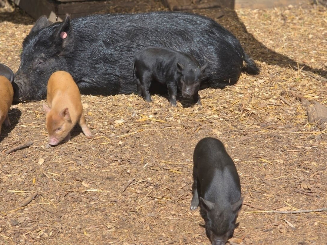Kew Little Pigs Farm Ltd-Amersham必去景点