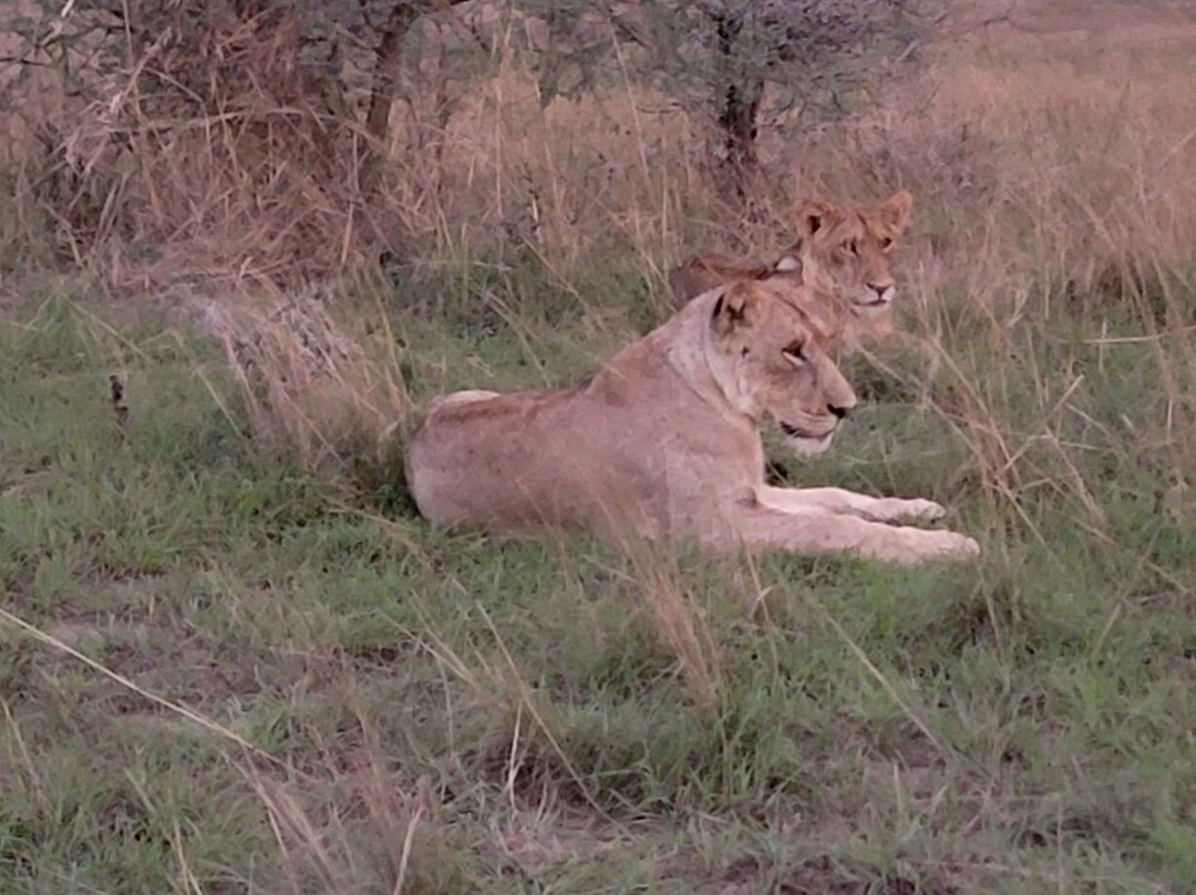 Katella Uganda Safaris-坎帕拉必去景点