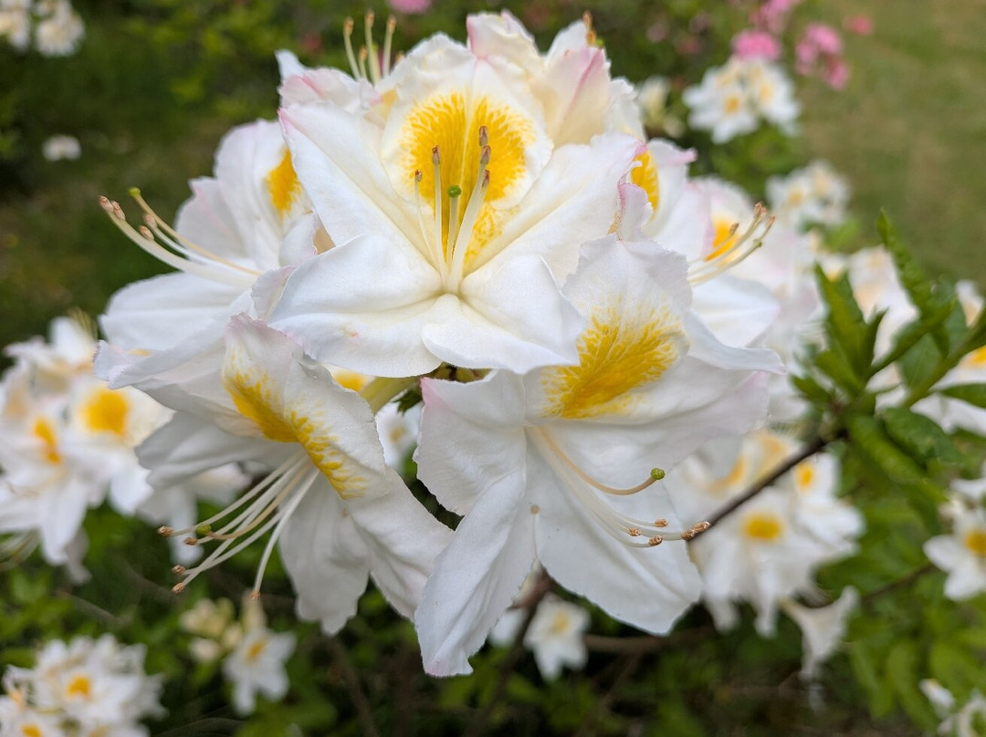 Bowood Woodland Garden-Calne必去景点