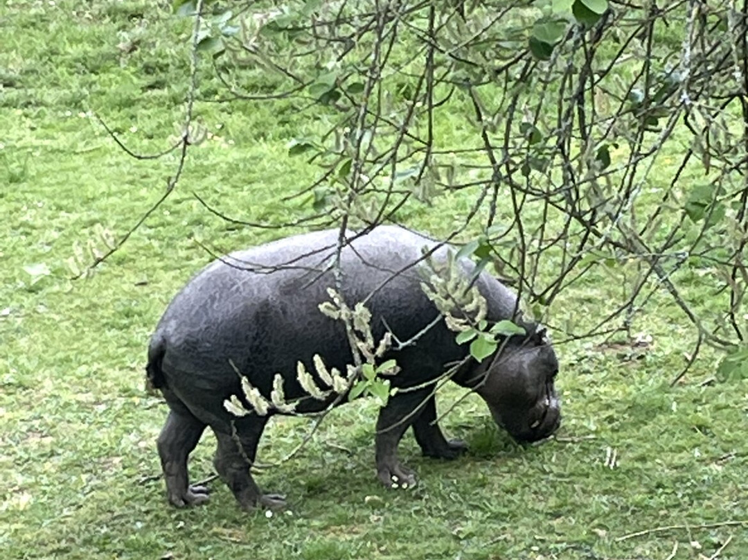 Marwell Zoo-温彻斯特必去景点