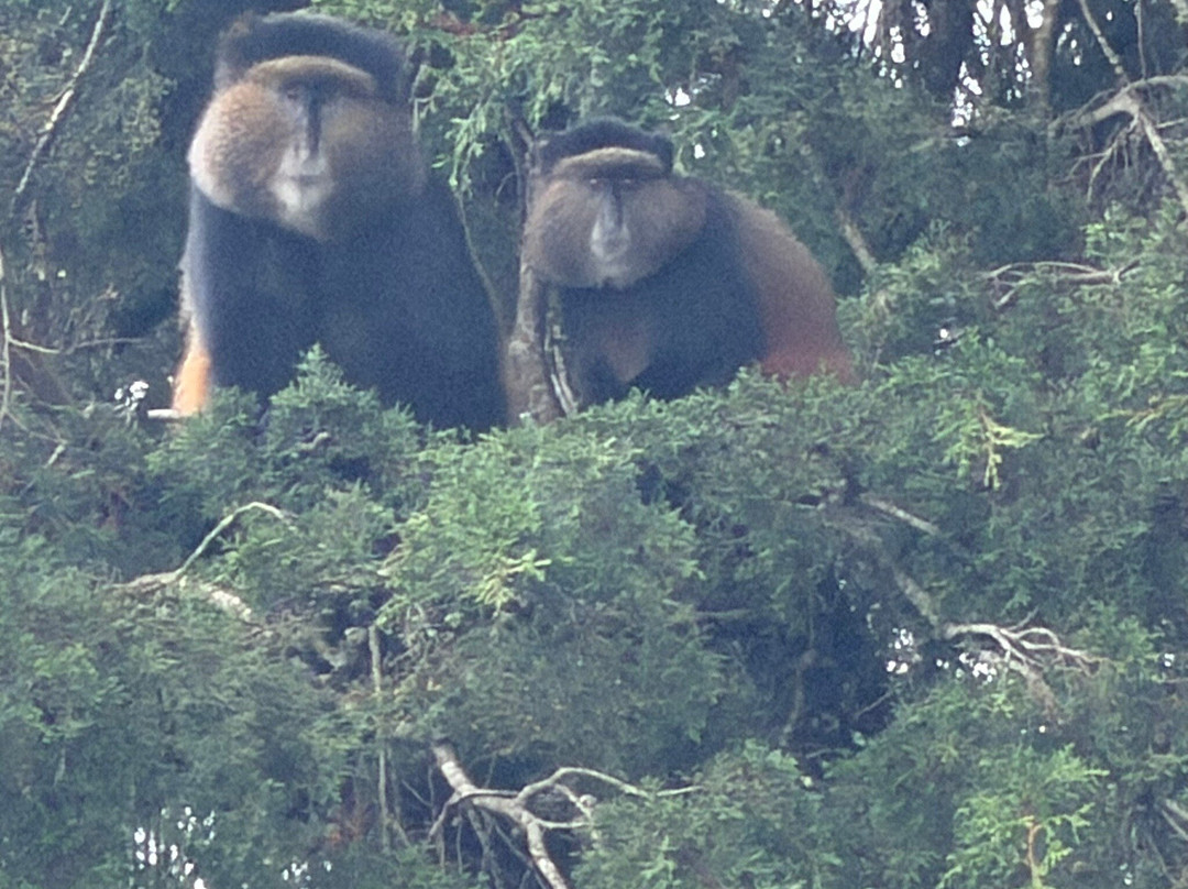 Volcanoes National Park Rwanda-Musanze District必去景点