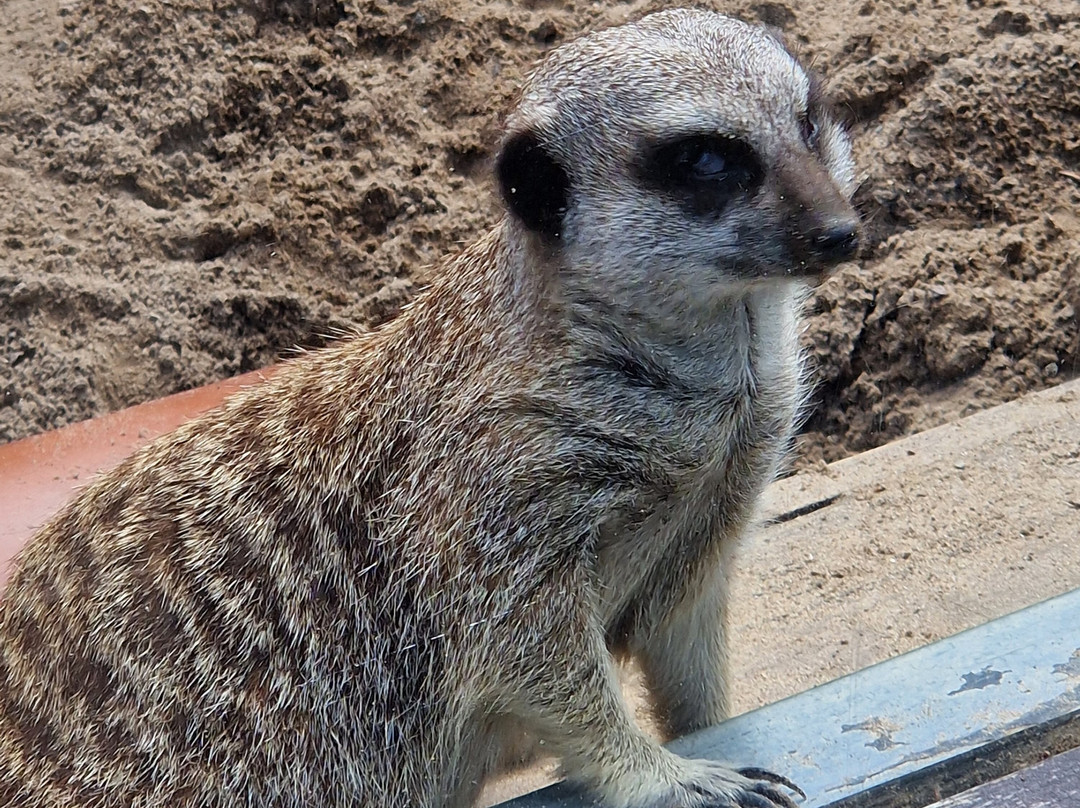 Welsh Mountain Zoo-科尔温湾必去景点