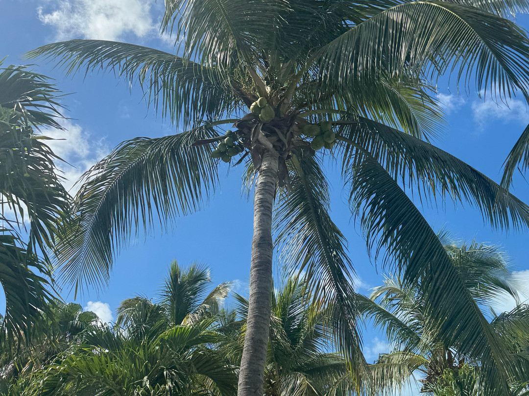 Alexandra Resort - All-inclusive主图