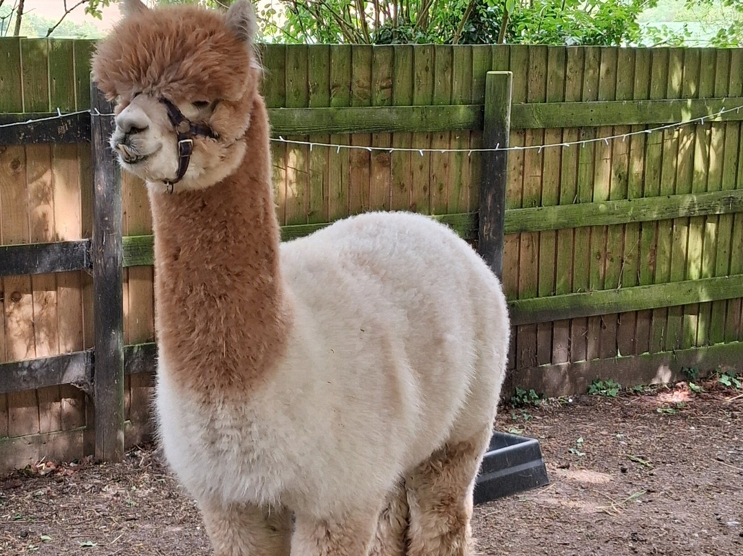 Hilly Ridge Alpacas-Wattisham必去景点