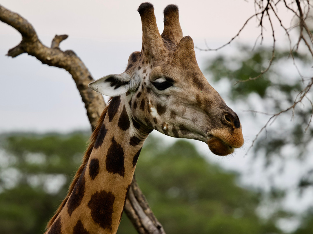 My Trip 2 Africa-Mbarara必去景点