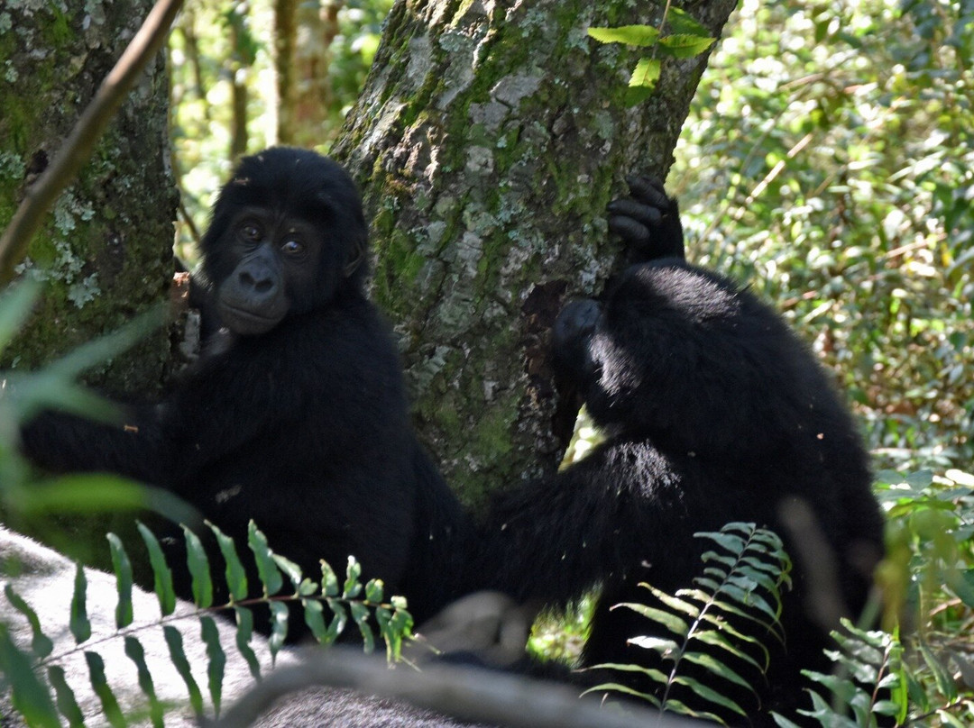 Uzuri Uganda Safaris-坎帕拉必去景点