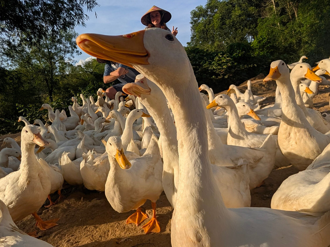 Tang's Farm Quang Binh-Hung Trach必去景点