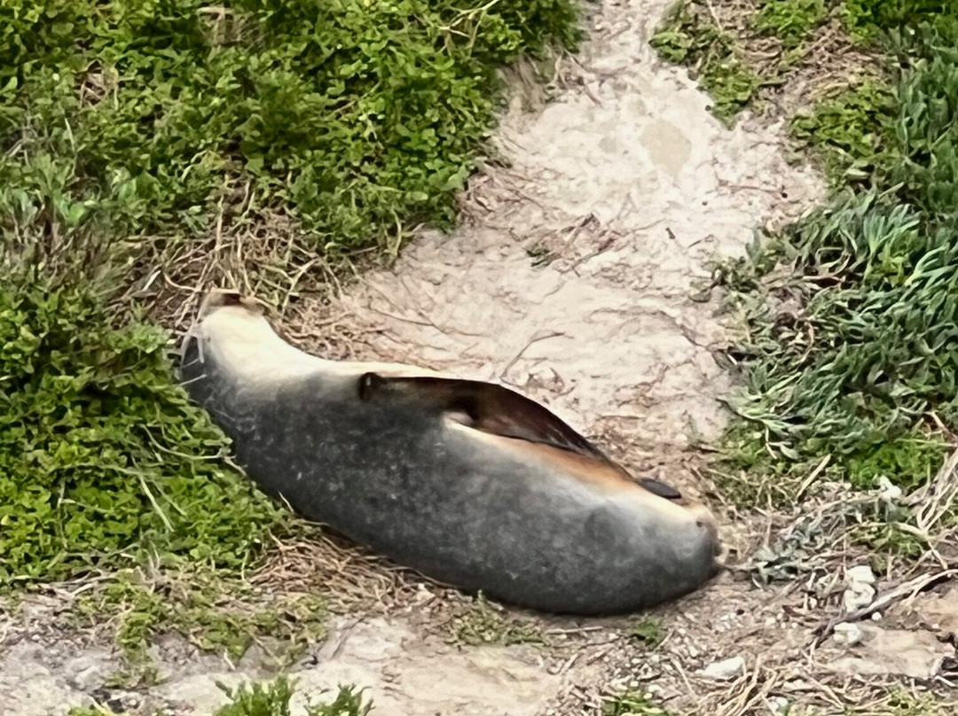 Seal Bay Conservation Park-Seal Bay必去景点