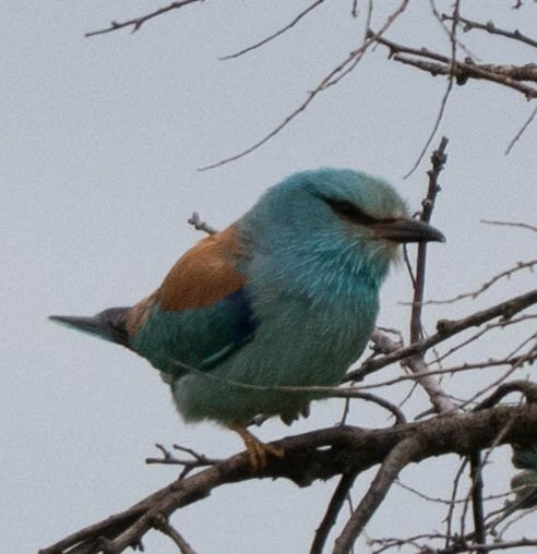 Hungarianbirdwatching.com Day Tours-布达佩斯必去景点