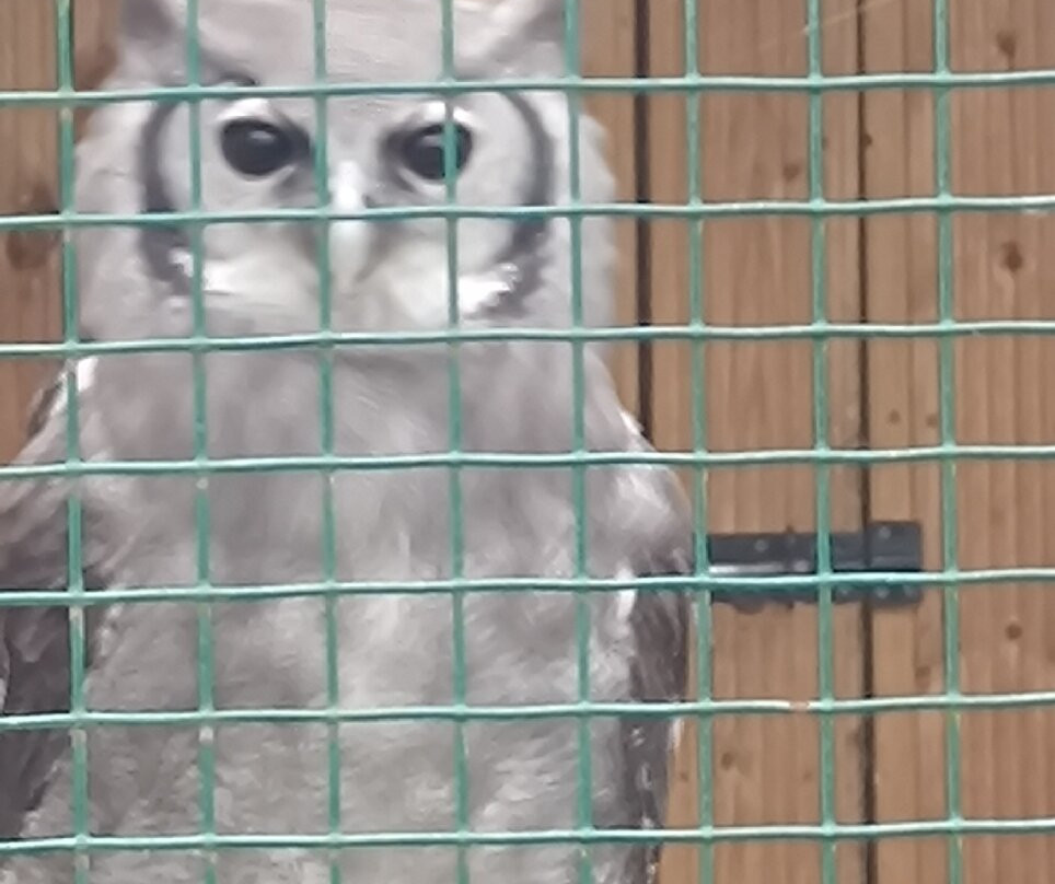 Suffolk Owl Sanctuary-Stonham Aspal必去景点