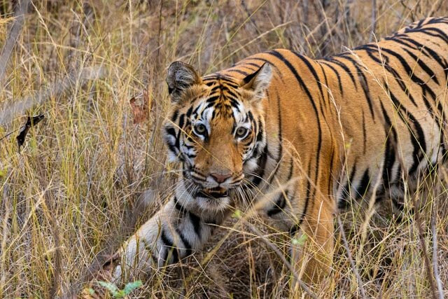 Tadoba Andhari National Park-Chandrapur District必去景点