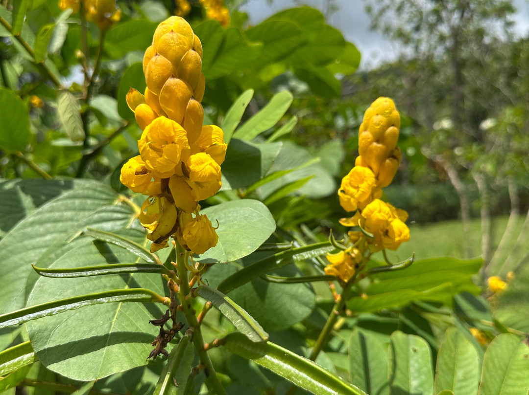 Jacana Farm Tours-奥乔里奥斯必去景点