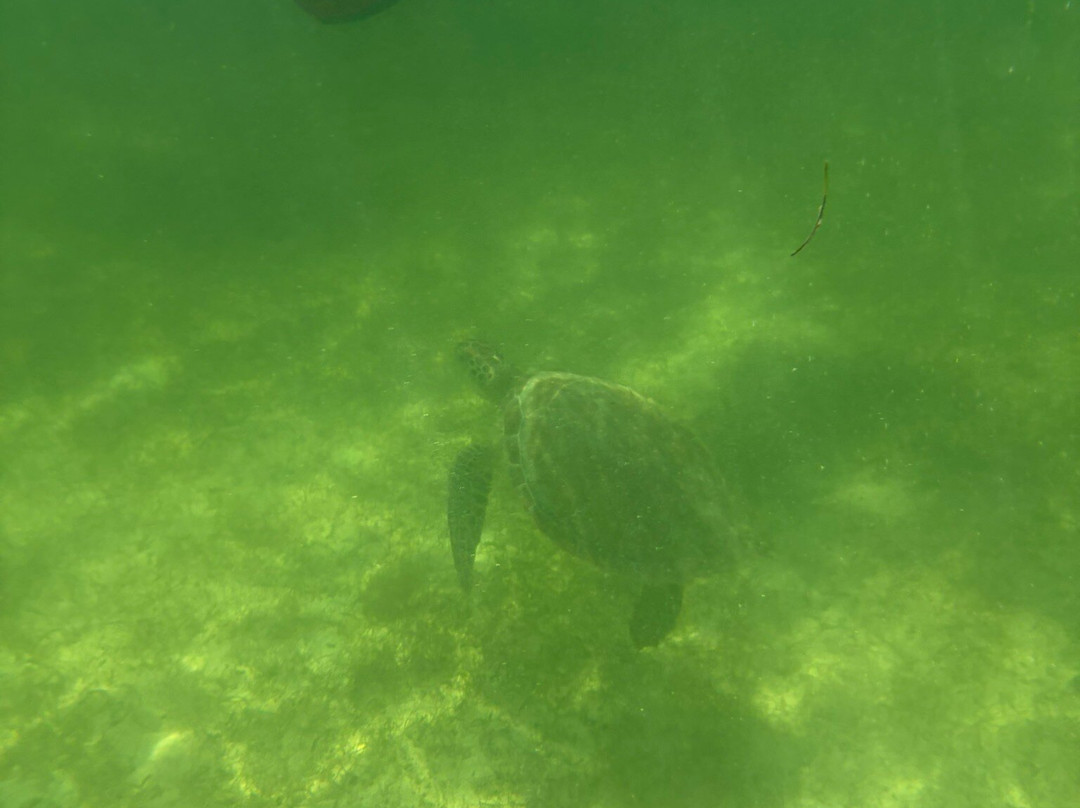 Dressel Divers - Barceló Maya Riviera-Barcelo Maya必去景点