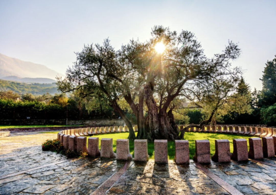 Old Olive Tree-Bar必去景点