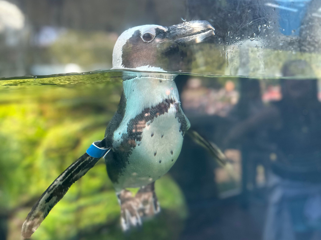 莱利大烟山水族馆-盖林柏格必去景点
