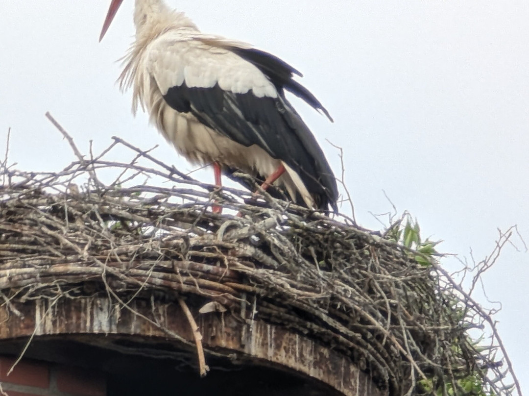 Unterm storchennest
