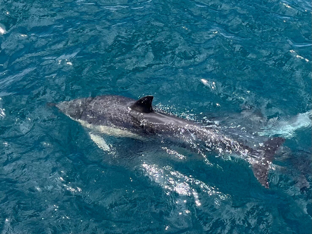 Ak Wildlife Cruises-法尔茅斯必去景点