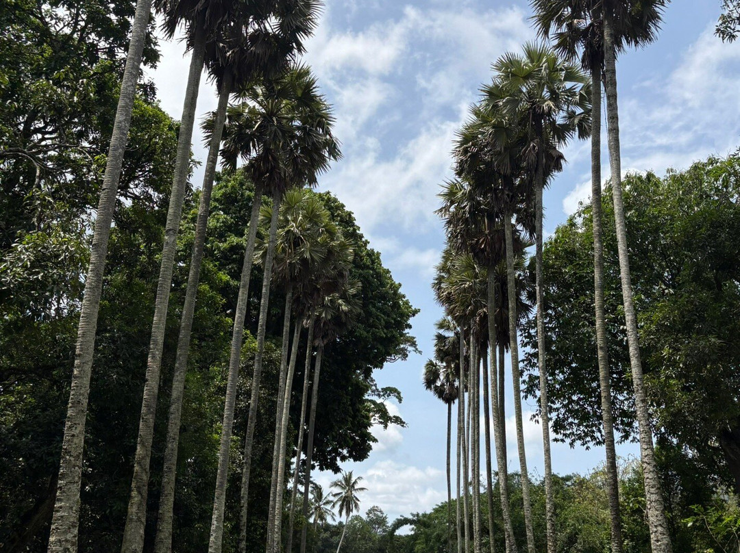 My Driver in Sri Lanka - Day Tours-Yatiyana必去景点