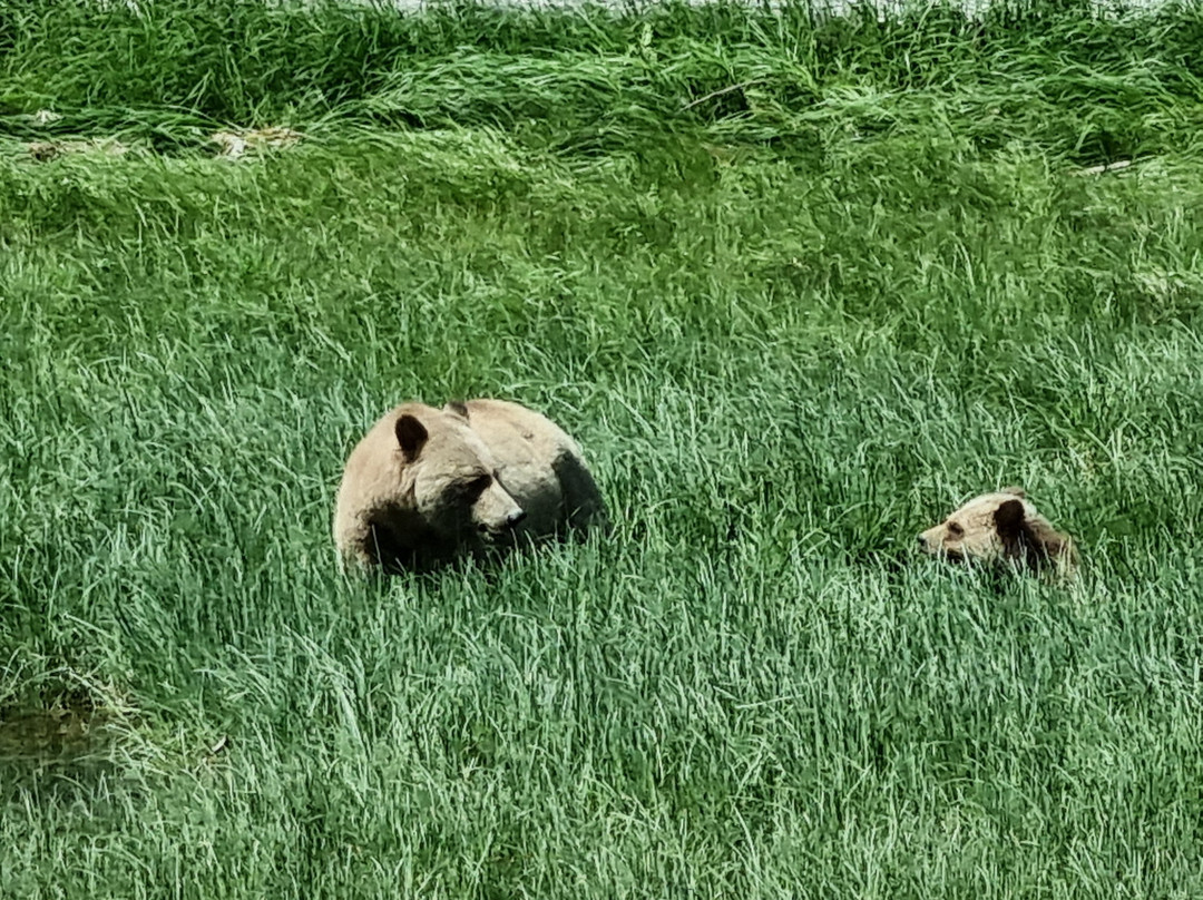 Tide Rip Grizzly Tours-Telegraph Cove必去景点