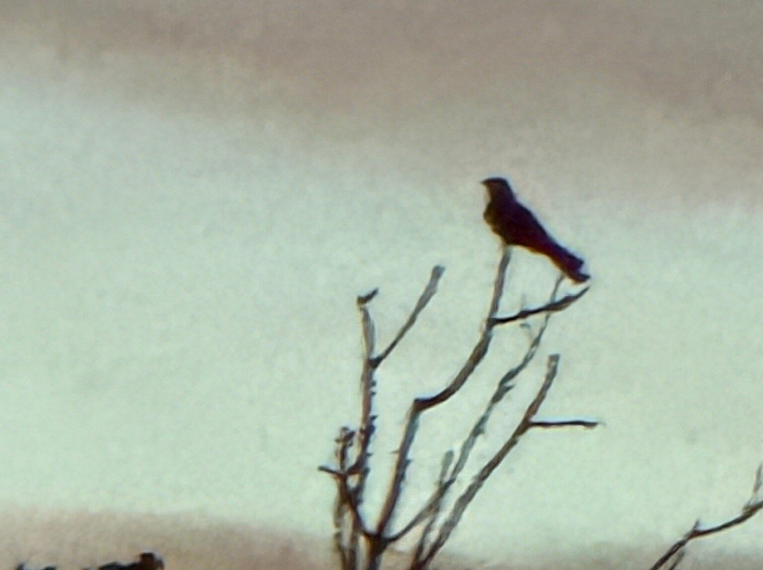 RSPB Arne-Arne必去景点
