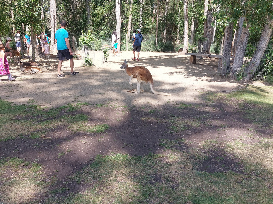 Kangaroo Creek Farm-基洛纳必去景点