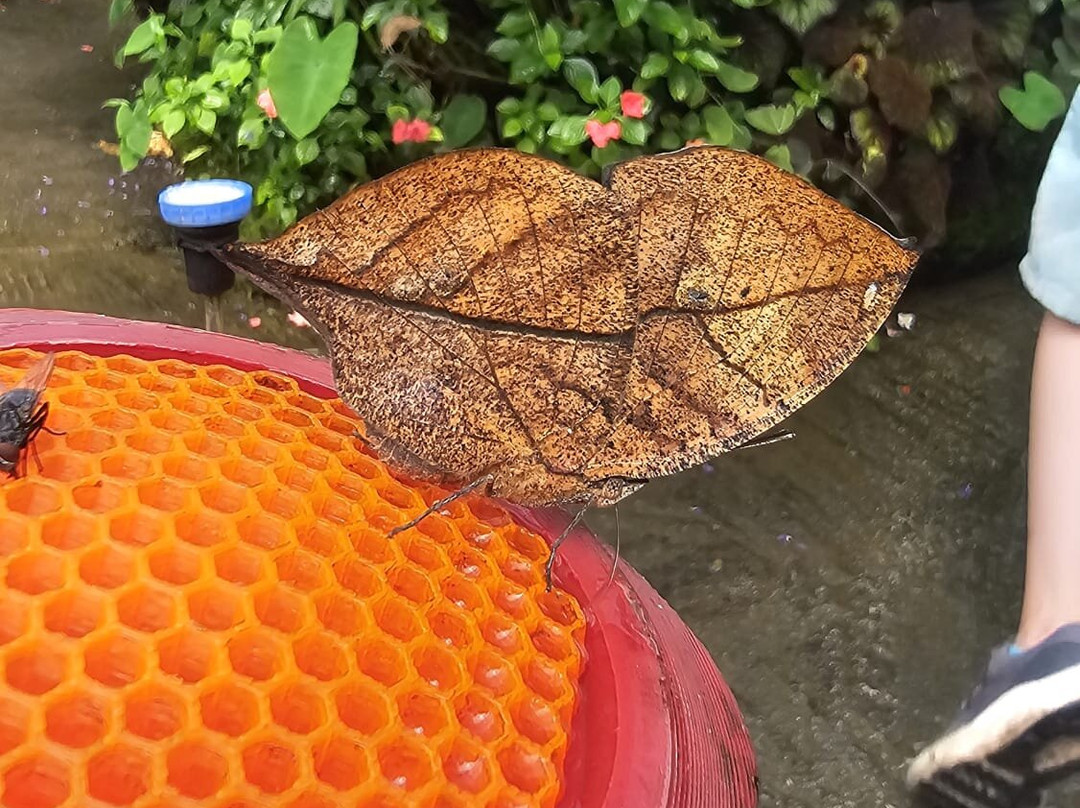 Magic of Life Butterfly House-Cwmbrwyno必去景点