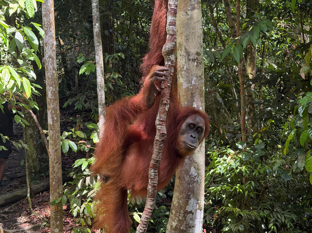 Bukit Lawang Travel-武吉拉旺必去景点