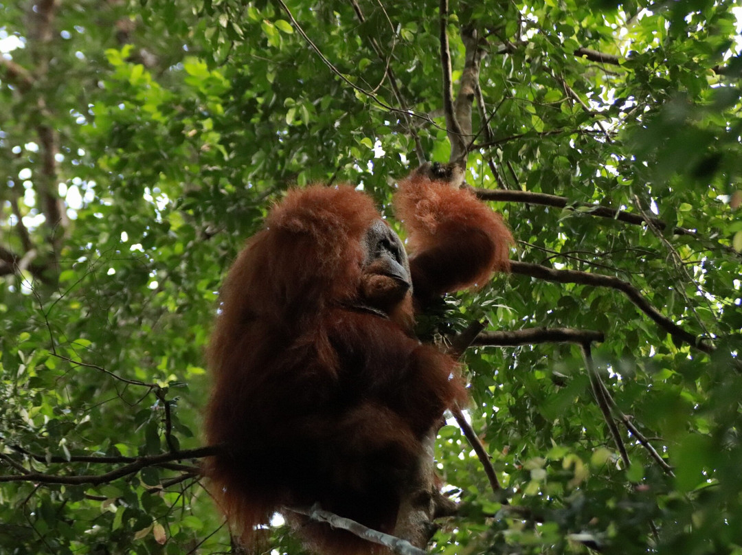 Sumatra Tour Adventures-武吉拉旺必去景点